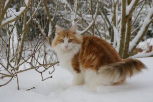 норвежская лесная кошка стоит в снегу