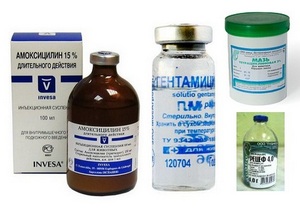 лечение кошек антибиотиками