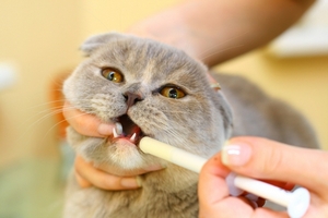 какие антибиотики давать кошкам
