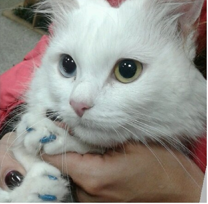 Антицарапки для кота