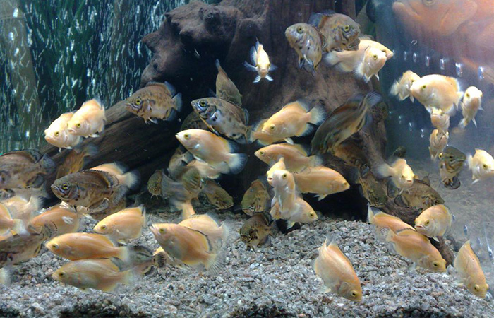 astronotus_malki