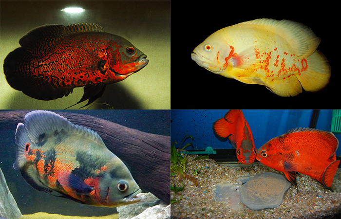 astronotus_vidi