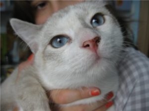 у кошки черный нос