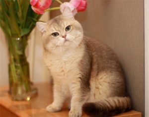 британская золотая шиншилла с тюльпанами