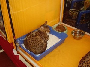 Бенгальская кошка