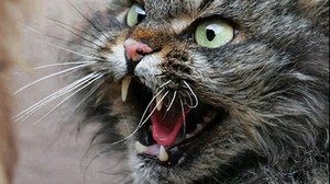 бешеный кот
