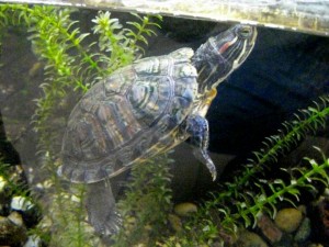 болезнь красноухой черепахи