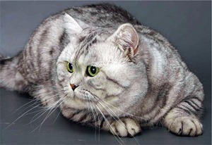 британская короткошерстная кошка