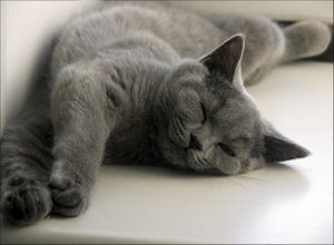 британские голубые кошки