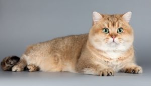 британская короткошерстная кошка шиншилла