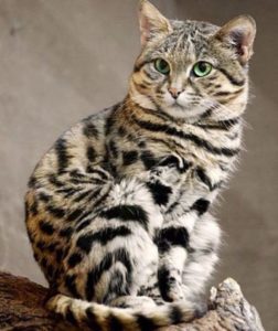 черноногая кошка сидит
