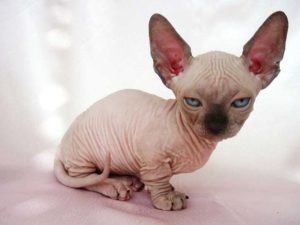 котенок канадского сфинкса