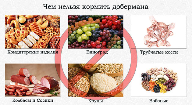 Существует ряд продуктов, которые строго на строго запрещены доберманов