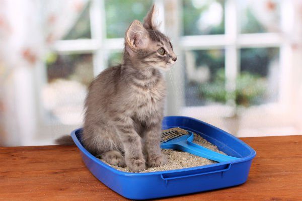 Как приучить котенка к лотку