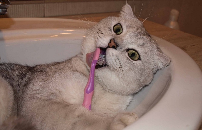 Кошка чистит зубки