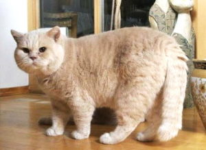 кремовый окрас кота