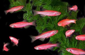 GloFish are seen swimming around a fish tank in this undated handout photo. The fish, which were genetically engineered to glow, were originally intended to help scientist study pollution but are now being marketed as the first genetically altered house pet. (GloFish/via Getty Images/AFP) *** Local Caption ***