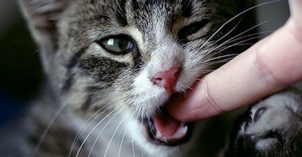 Как отучить котенка кусаться и царапаться