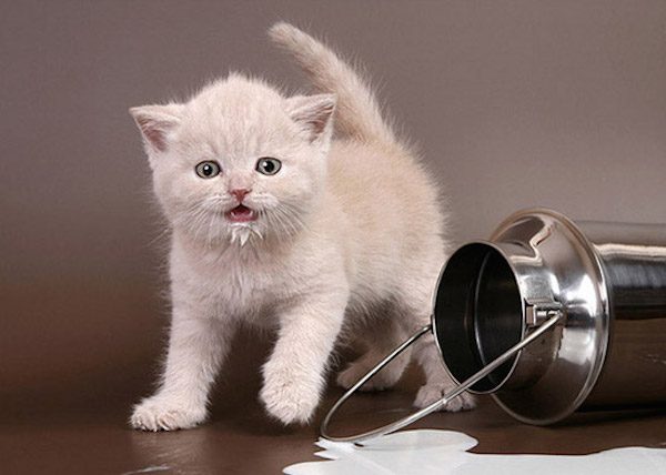 Почему кошкам нельзя давать молоко