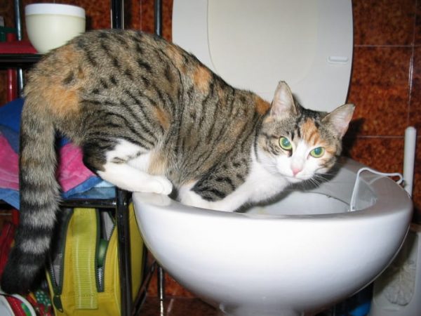 Как научить кота ходить в унитаз