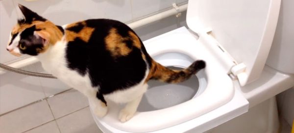 Как научить кота ходить в унитаз