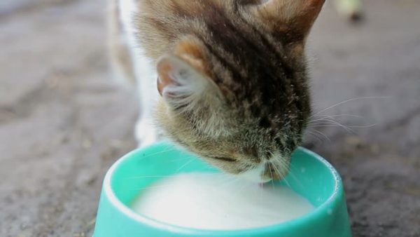 Почему кошкам нельзя давать молоко