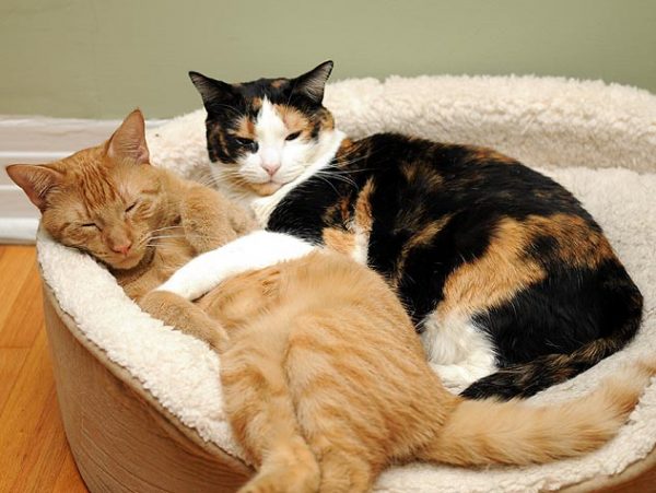 Что делать если кошка начинает просить кота