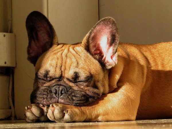 15 Породы собак, которые любят спать