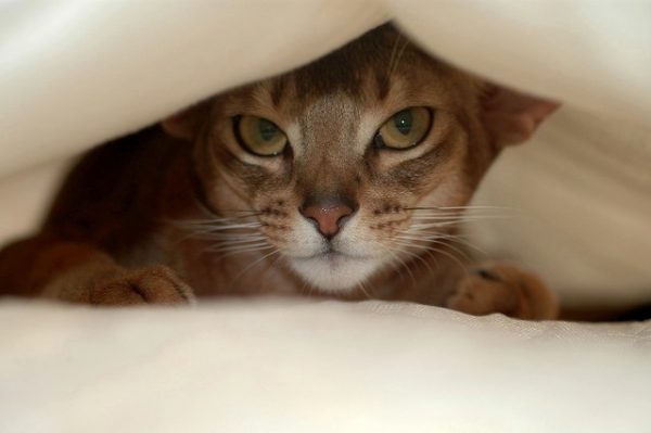Почему кошка писает на кровать