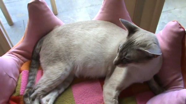 Роды у кошки признаки начала родов у кошки