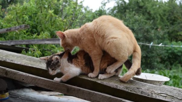 Когда у кошки начинается течка