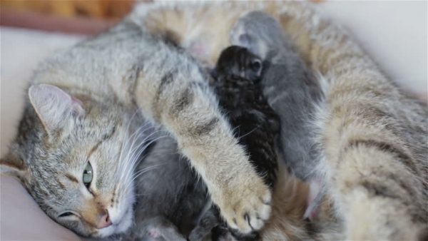 Почему у кошки нет молока