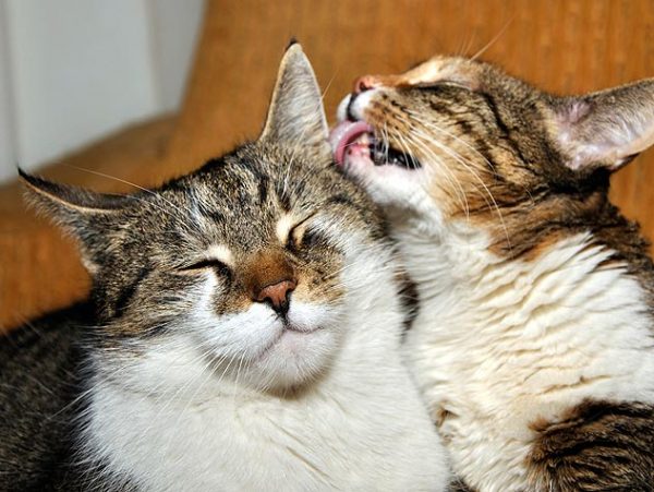 Что делать если кошка начинает просить кота