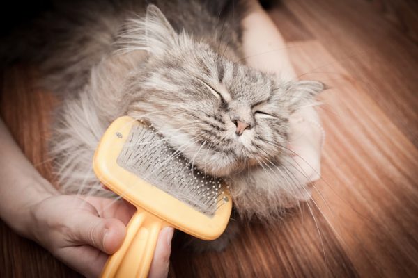 Почему кошка сильно линяет