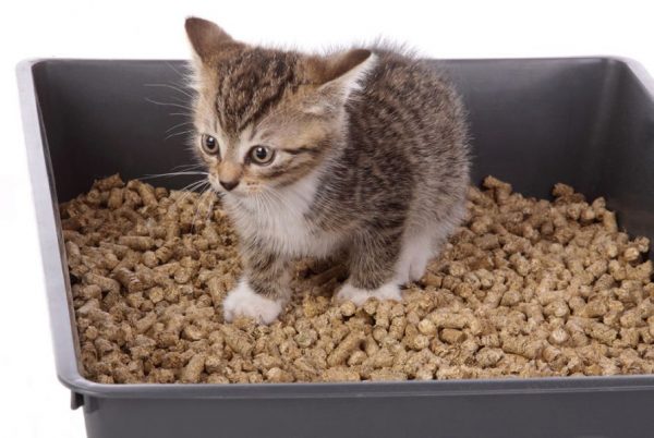 Как приучить котенка к лотку