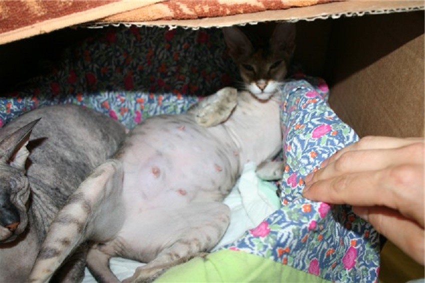 Домик для беременной кошечки