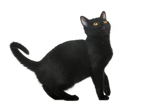 Бомбейская кошка