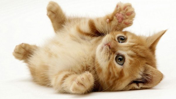 Хочу завести котенка что нужно знать