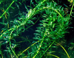 elodea_densa1