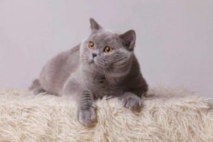 британская прямоухая кошка смотрит в сторону