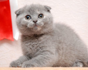 шотландская вислоухая кошечка