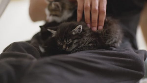 Почему кошка спит на человеке