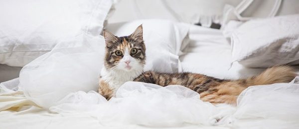 Почему кошка писает на кровать