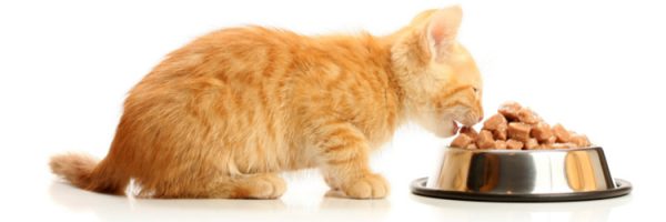 Чем нельзя кормить кошек