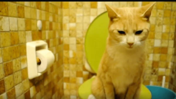 Как научить кота ходить в унитаз