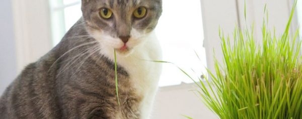 Почему кошки едят траву