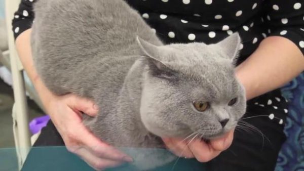 Почему кошка сильно линяет
