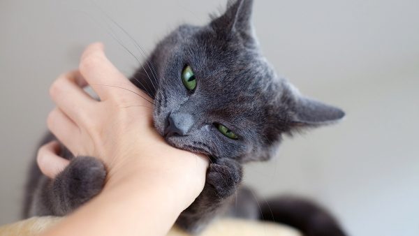 Что делать если кошка агрессивная