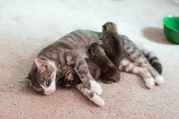 Почему кошка ест своих котят