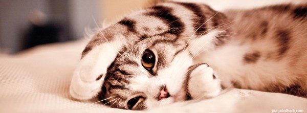 Болезни сердечно-сосудистой системы у кошек